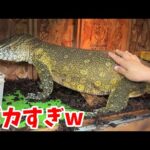 【規格外のナイルモニター登場】爬虫類ショップに行って今いる一点物生体を見せてもらった結果…(YouTube)