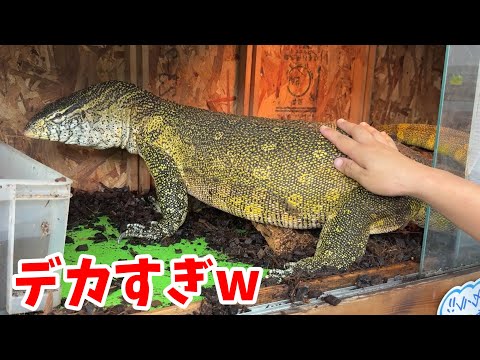 【規格外のナイルモニター登場】爬虫類ショップに行って今いる一点物生体を見せてもらった結果…(YouTube)