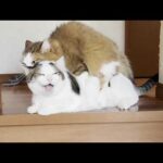 無邪気に短いお手手でテシテシ遊ぶ猫とメェ～って鳴く猫(YouTube)