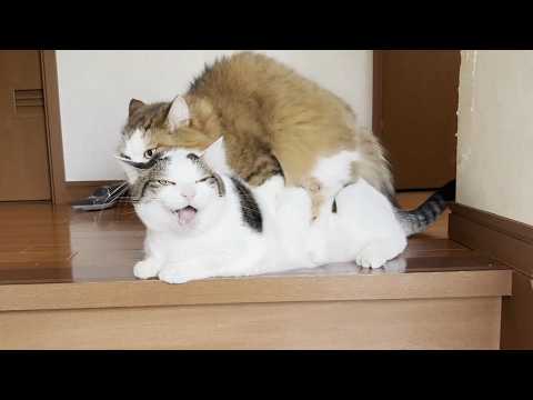 無邪気に短いお手手でテシテシ遊ぶ猫とメェ～って鳴く猫(YouTube)
