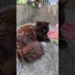 小さな神社でフワフワの黒猫ちゃんをモフる #猫 #ねこ #cat(YouTube)