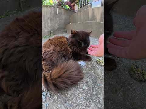 小さな神社でフワフワの黒猫ちゃんをモフる #猫 #ねこ #cat(YouTube)