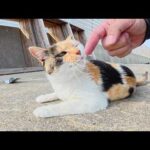 人間を見かけるとコテンと寝転んでナデナデを要求してくる三毛猫ちゃん(YouTube)