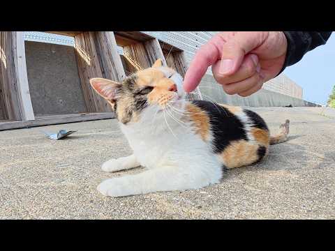人間を見かけるとコテンと寝転んでナデナデを要求してくる三毛猫ちゃん(YouTube)