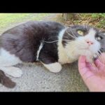 パンダみたいな猫をモフったら喉をキュルキュルと鳴らして丸まった(YouTube)