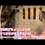 子猫の動画がちょこっとしかありません  間抜けな感じですが見て貰えたら嬉しいです  ゴミ箱に棄てられたキンと訳ありで保護されたクリ  Day38,45  2026 05 25 1(YouTube)