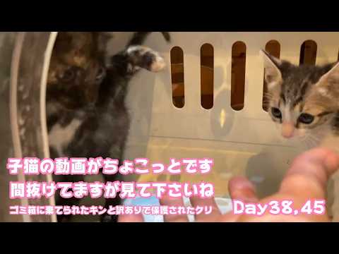 子猫の動画がちょこっとしかありません  間抜けな感じですが見て貰えたら嬉しいです  ゴミ箱に棄てられたキンと訳ありで保護されたクリ  Day38,45  2026 05 25 1(YouTube)