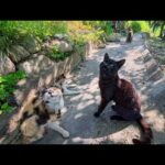 港町の猫たちと島の丘の上の燈台へ…みんなで歩く癒し旅【ノーカット】(YouTube)