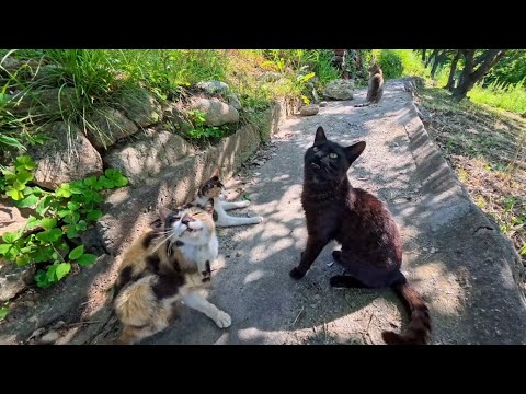 港町の猫たちと島の丘の上の燈台へ…みんなで歩く癒し旅【ノーカット】(YouTube)