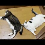 暑くなると涼しいところで落ちる猫(YouTube)