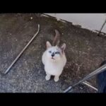 週末限定の島カフェ、外の席に座ったら猫ちゃんが遊びに来て天国すぎた(YouTube)