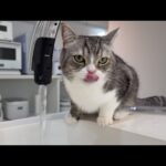 水飲むのが下手っぴで顎をびちょびちょにしちゃう猫が可愛すぎましたw(YouTube)