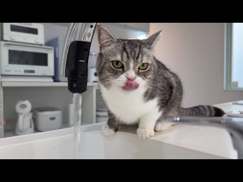 水飲むのが下手っぴで顎をびちょびちょにしちゃう猫が可愛すぎましたw(YouTube)