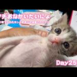 アタチまだおなかイタイにょ  ゴミ箱に棄てられたキンと訳ありで保護されたクリ  Day25,32  2026 05 11 1(YouTube)