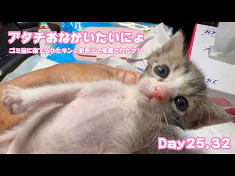 アタチまだおなかイタイにょ  ゴミ箱に棄てられたキンと訳ありで保護されたクリ  Day25,32  2026 05 11 1(YouTube)