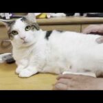 お腹のお肉を計測される太めの猫(YouTube)