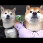 久しぶりに再会した瞬間、柴犬の親分が泣きそうになりました。。(YouTube)