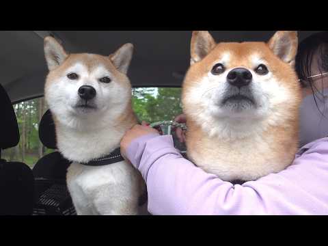 久しぶりに再会した瞬間、柴犬の親分が泣きそうになりました。。(YouTube)