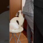 あぁ〜〜ハム(YouTube)