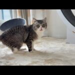 カーペットから変な匂いがするので嗅いでみた猫のリアクションがwww(YouTube)