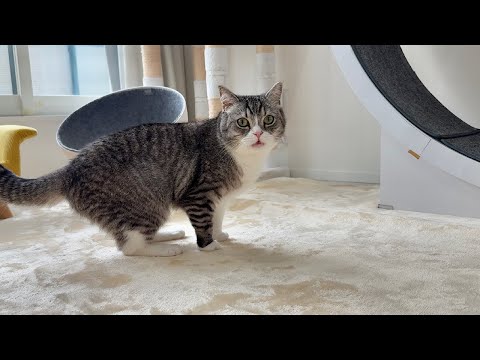 カーペットから変な匂いがするので嗅いでみた猫のリアクションがwww(YouTube)