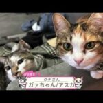 【猫動画】いつでもどこでも！カワイイニャンコ動画！〜にゃんともパレード〜#猫動画#猫#448(YouTube)