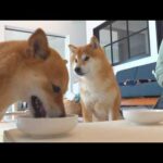 柴犬妹がフードを食べない日、小さな事件が起きました。(YouTube)