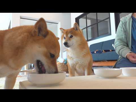 柴犬妹がフードを食べない日、小さな事件が起きました。(YouTube)