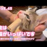 今度は子猫がいっぱいです笑  ゴミ箱に棄てられたキンと訳ありで保護されたクリ  Day38,45  2026 05 25 2(YouTube)