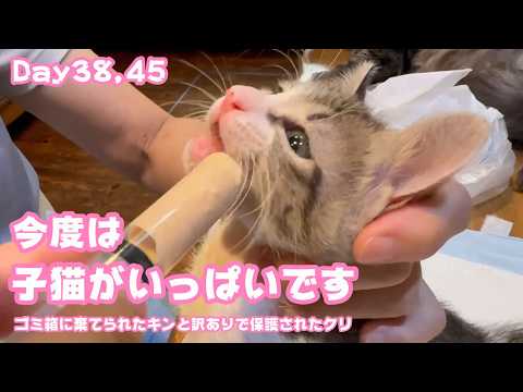 今度は子猫がいっぱいです笑  ゴミ箱に棄てられたキンと訳ありで保護されたクリ  Day38,45  2026 05 25 2(YouTube)