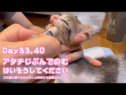 アタチそろそろのむだからね 是非そうしてくださいね  ゴミ箱に棄てられたキンと訳ありで保護されたクリ Day33,40  2026 05 19 1(YouTube)
