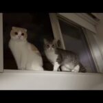 猫たちが深夜の1時まで夜更かしして寝てくれないので困ってます…笑(YouTube)