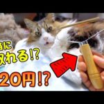 120円で本当に取れる？猫の抜け毛掃除に謎の海外激安ツールを試してみた結果が根こそぎすぎた！(YouTube)