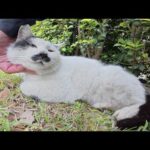 立派な口髭を生やした猫がアゴの下をマッサージをされてウットリする(YouTube)