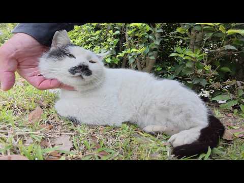 立派な口髭を生やした猫がアゴの下をマッサージをされてウットリする(YouTube)