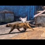 港の猫たちが突然移動開始！付いていくと猫たちのお食事会が始まっていた(YouTube)