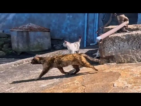 港の猫たちが突然移動開始！付いていくと猫たちのお食事会が始まっていた(YouTube)