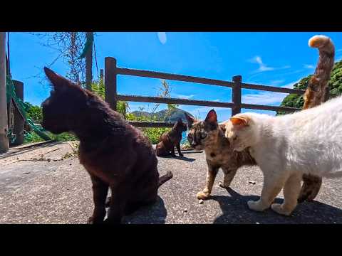 猫島の山道を歩いていたら…道路脇から次々と猫が湧いてきて絶景スポットへ大行進した(YouTube)