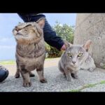 嫉妬深いキジトラ猫が他の猫を押し退けてグイグイと甘えてきた(YouTube)