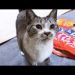 甘えて鳴く姫猫にどんな時でも優しい兄猫と、気になり様子をずっと見てくれる姉猫たち(YouTube)
