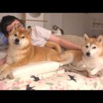 お泊まりに来た柴犬、早朝にまさかの出来事が。(YouTube)