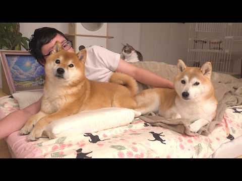 お泊まりに来た柴犬、早朝にまさかの出来事が。(YouTube)