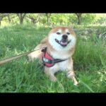 生まれて初めて男ふたり旅をしたら柴犬が動かなくなりました(YouTube)
