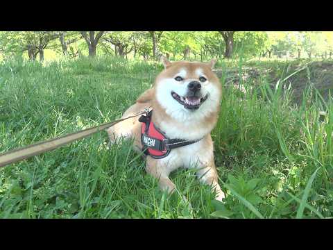 生まれて初めて男ふたり旅をしたら柴犬が動かなくなりました(YouTube)