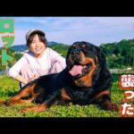 【奇跡】保健所の女性職員を襲ったロットワイラーの現在に驚きを隠せない(YouTube)