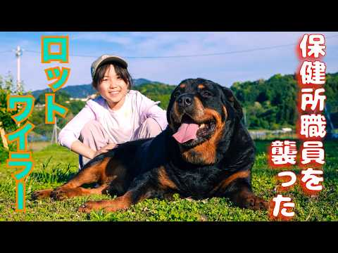 【奇跡】保健所の女性職員を襲ったロットワイラーの現在に驚きを隠せない(YouTube)