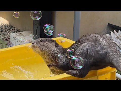 シャボン玉相手に本気を出すカワウソ An otter going all out against a soap bubble(YouTube)