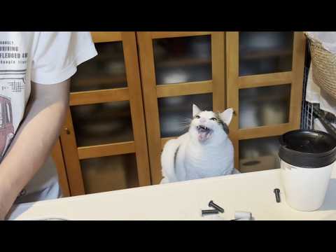 家事で忙しい時に「おい、遊べや」と鳴き続ける太めの猫(YouTube)