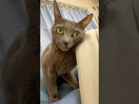 ママの袖が気になりすぎる猫たちw #shorts(YouTube)