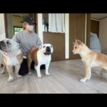 10日ぶりにママが帰ってきた！その時の様子がこちら♪(YouTube)